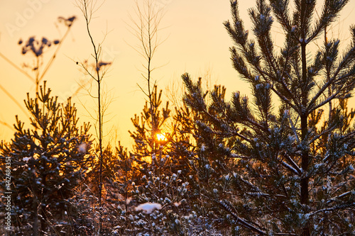 Trees during sunset in winter evening. Snow covered spruce branches in the rays of the evening winter sun