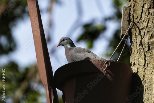 bird on a fence photo