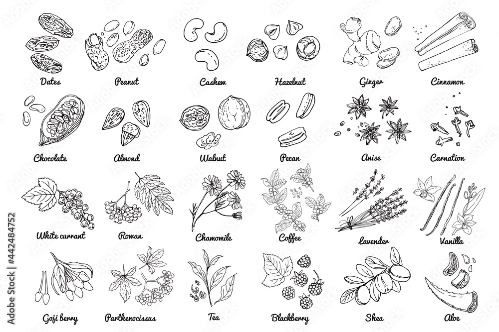 Vector food icons of nuts, berries, herbs. Colored sketch of food products. Dates, peanuts, chocolate grains, almonds, aloe vera, vanilla, lavender, cinnamon, ginger, anise
