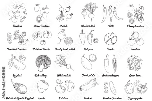 Vector food icons of vegetables. Colored sketch of food products. Tomato  pepper  eggplant  salad  herbs  spices  radish