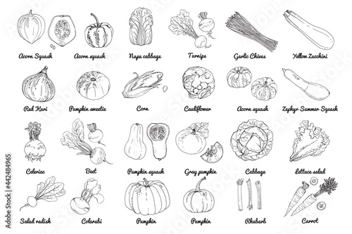 Vector food icons of vegetables. Colored sketch of food products. Pumpkin, cucumber, eggplant, turnip, pumpkin, salad, beet
