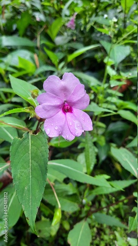 a purple flower in the forest