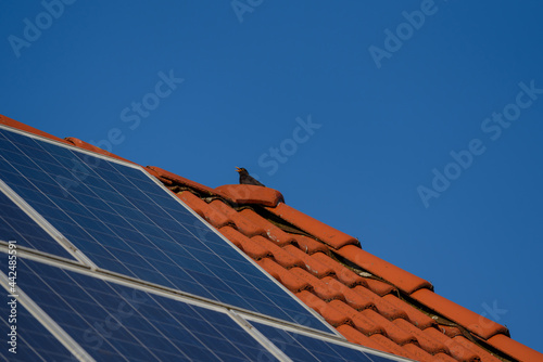 Solar panels on the red roof of a house with singing bird. Solar panel, photovoltaic, alternative electricity source - concept of sustainable resources. Environmentally friendly electrical power suppy photo