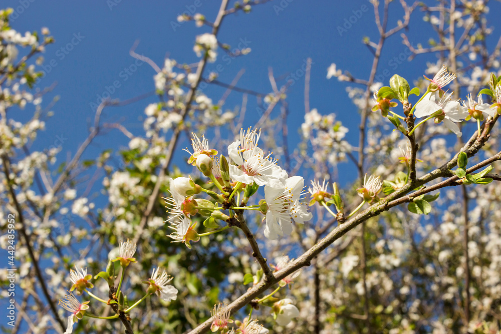The rebirth of flora in spring in the Basque Country The rebirth of flora in spring in the Basque Country