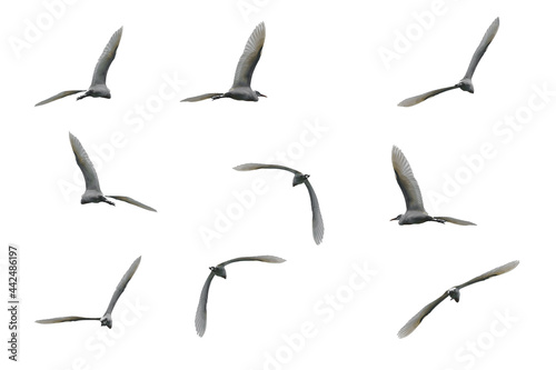 Isolated, flying bird, white background witch Clipping Path