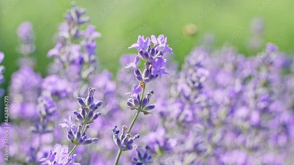 Video Lavender field in Provence, France. Blooming purple fragrant lavender flowers. Growing lavender swaying in the wind on a bright sunny day against the blue sky. Close-up of flowers
Video Lavender field in Provence, France. Blooming purple fragrant lavender flowers. Growing lavender swaying in the wind on a bright sunny day against the blue sky. Close-up of flowers