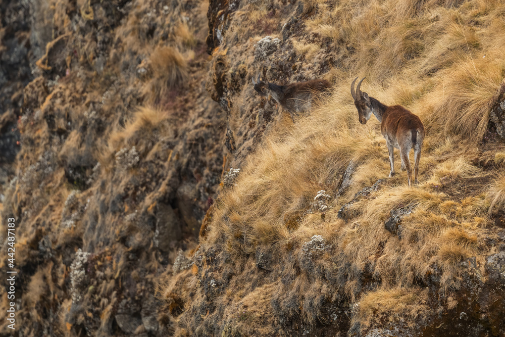 Walia Ibex - Capra walie, beautiful endemic ibex from Simian mountains, Ethiopia. - obrazy, fototapety, plakaty 