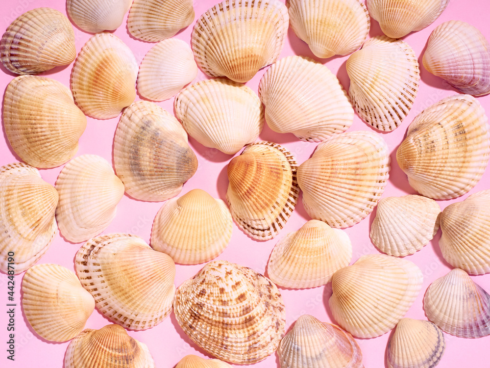 Sea shells pattern on pink background. Flat lay, top view. Sea shells pattern on pink background. Flat lay, top view.