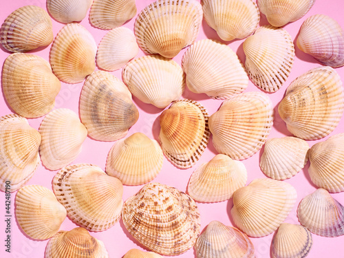 Sea shells pattern on pink background. Flat lay, top view. © Kulbabka
