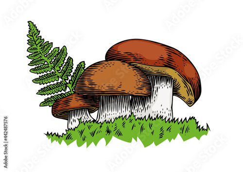 Mushrooms in the forest