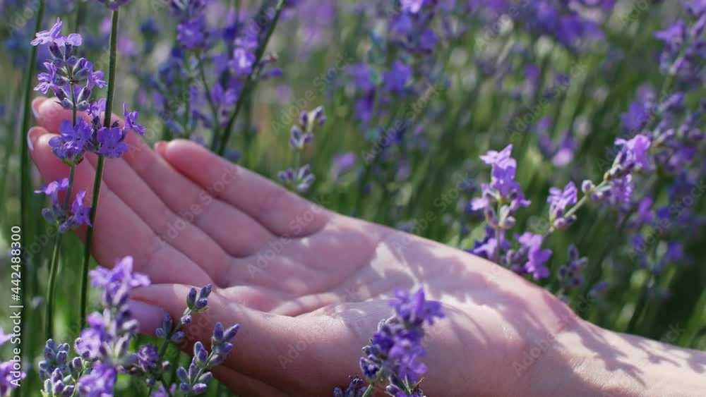 The lavender essential oil in a beautiful bottle in a female hand against the background of a lavender field. Video of a lavender field in Provence, France. Close-up of lavender essential oil, natural The lavender essential oil in a beautiful bottle in a female hand against the background of a lavender field. Video of a lavender field in Provence, France. Close-up of lavender essential oil, natural