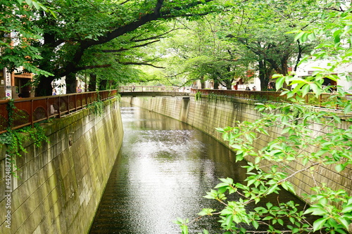 Canvas Print Meguro-gawa river in Tokyo, Japan - 日本 東京 目黒川