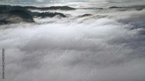 Wallpaper Mural Thick white fog is slowly floating in the valley revealing dense pine forest. Mist from the earth unites with the clouds creating an effect of flight above them. Black mountains appear on the horizon. Torontodigital.ca