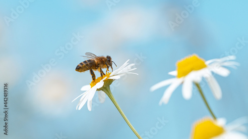 Close up macro shot of honey bee flying and collecting nectar pollen on white daisy flowers.