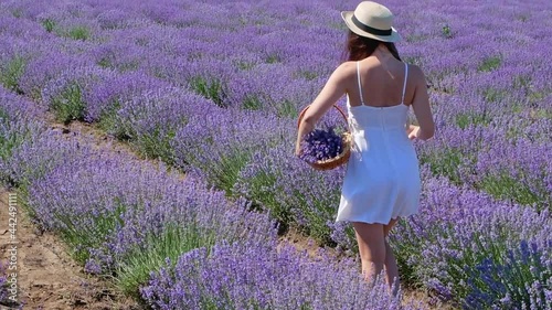 Wallpaper Mural A woman walks with a basket of lavender in a lavender field. A beautiful girl in a white dress carries a basket of flowers across a field with lavender. Lavender oil production. Provence, France Torontodigital.ca
