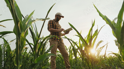Foto Agronomist farmer man using digital tablet computer in a young cornfield at suns