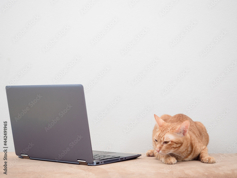 Orange cat laying on sofa looking at laptop on white background Orange cat laying on sofa looking at laptop on white background