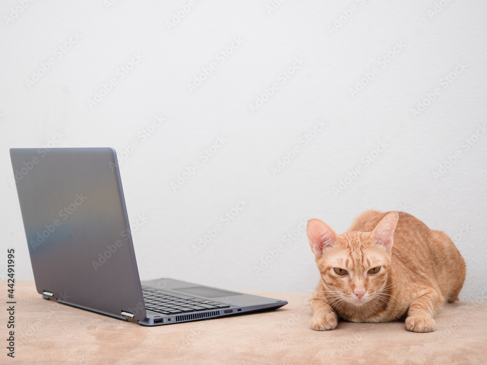 Cute cat lay on sofa with laptop on white wall background,Work from concept with cat Cute cat lay on sofa with laptop on white wall background,Work from concept with cat