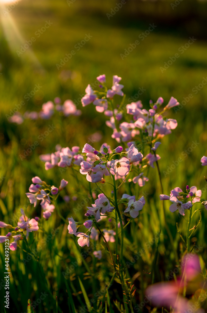 Pink flowers in the garden during sunset Pink flowers in the garden during sunset