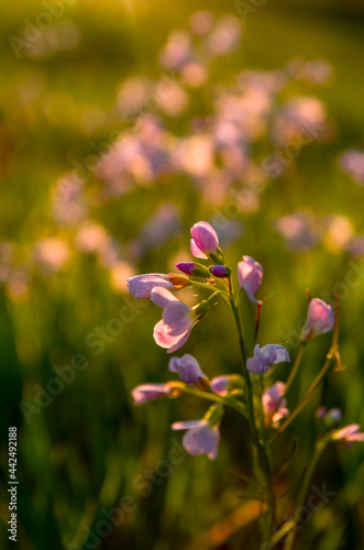 Pink flowers in the garden during sunset