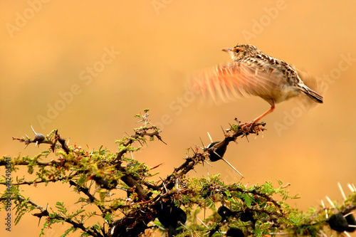 Oiseau Sentinelle à gorge rose macronyx ameliae Afrique Kenya photo