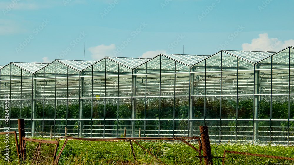 huge glass greenhouses of the agro-industrial complex huge glass greenhouses of the agro-industrial complex