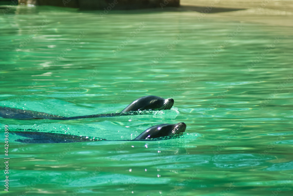 Fototapeta premium Seals photographed in Blackpool zoo
