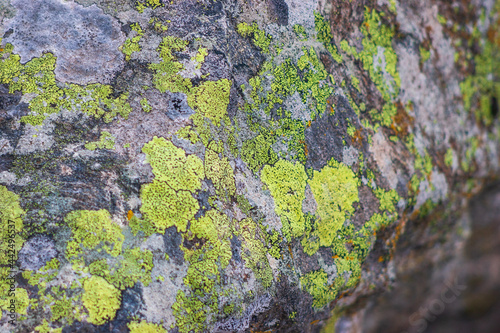 lichen on rock © J.Stock