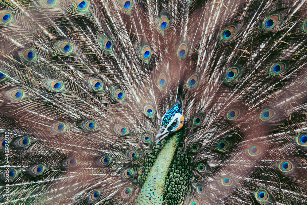 Fototapeta premium peacock with feathers out