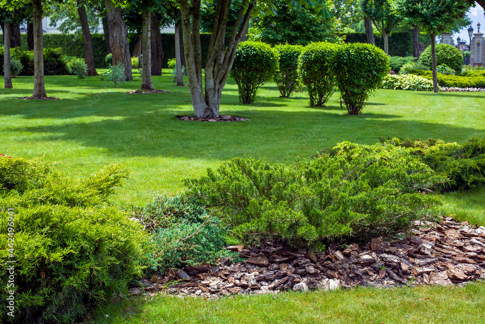 Fototapeta premium evergreen thuja bush with tree bark mulching in a park with green lawn and trees in the background, garden bed landscaping on a sunny summer day, nobody.