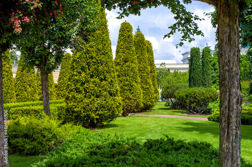 a private place with evergreen arborvitae thujas and hedges among trees of the garden and a lawn with grass on a sunny spring backyard, nobody.