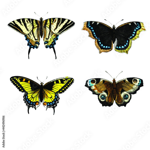Set of common European Butterfly scientific illustrations in watercolor style (isolated). 