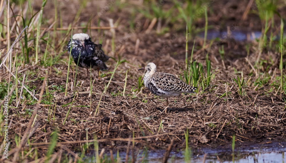 Goldregenpfeifer (Pluvialis apricaria) Goldregenpfeifer (Pluvialis apricaria)