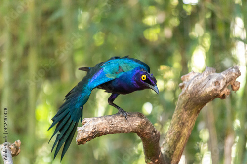 strange bird one feet yellow eye