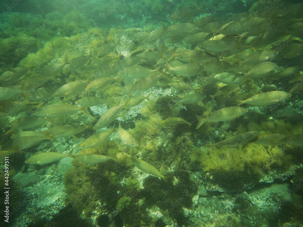 Fototapeta premium Cabo de Gata, Nijar, Almeria, Andalucia, España