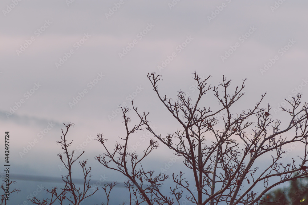 Obraz premium autumn trees with gloomy cloudy sky and mountains in the distance