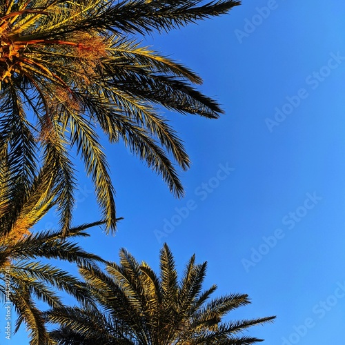 palm trees against blue sky