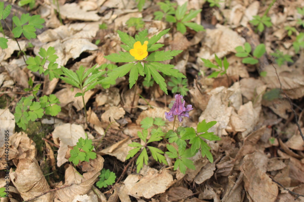 Purple сorydalis and yellow buttercup bloomed in the spring forest Purple сorydalis and yellow buttercup bloomed in the spring forest