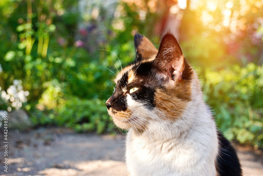 cat in a garden cat in a garden