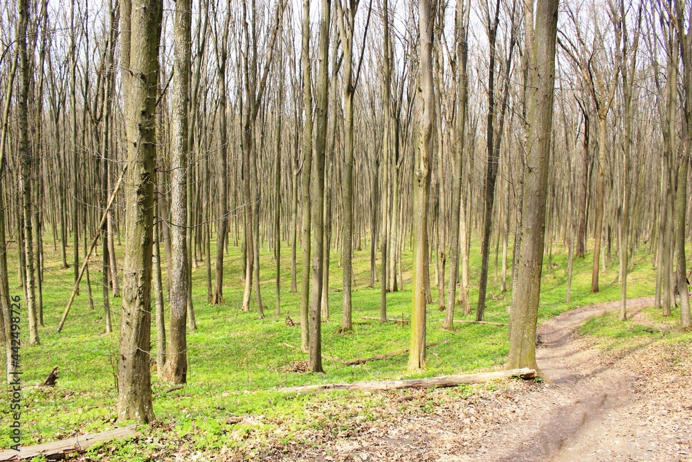 The forest road lies between the trees. Spring has adorned nature with young leaves and bright grass. a fallen tree lies by the road The forest road lies between the trees. Spring has adorned nature with young leaves and bright grass. a fallen tree lies by the road