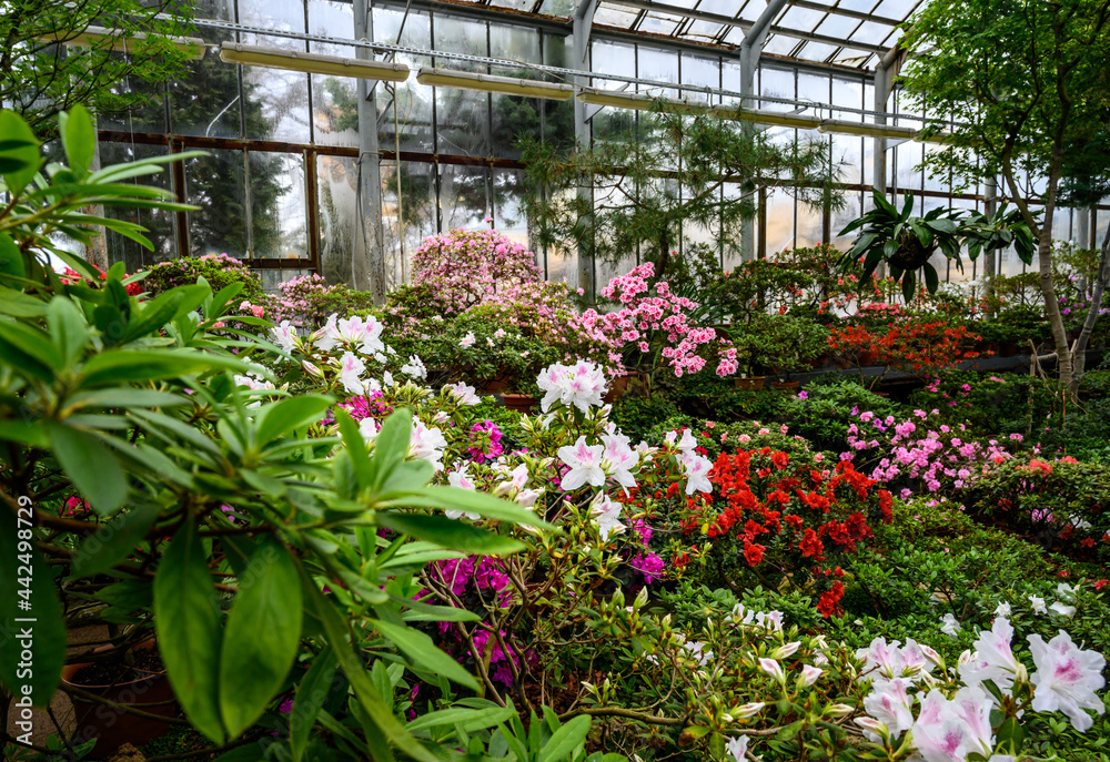 beautiful bright colors of plants. Botanical Garden. beautiful green plants. bright flower.