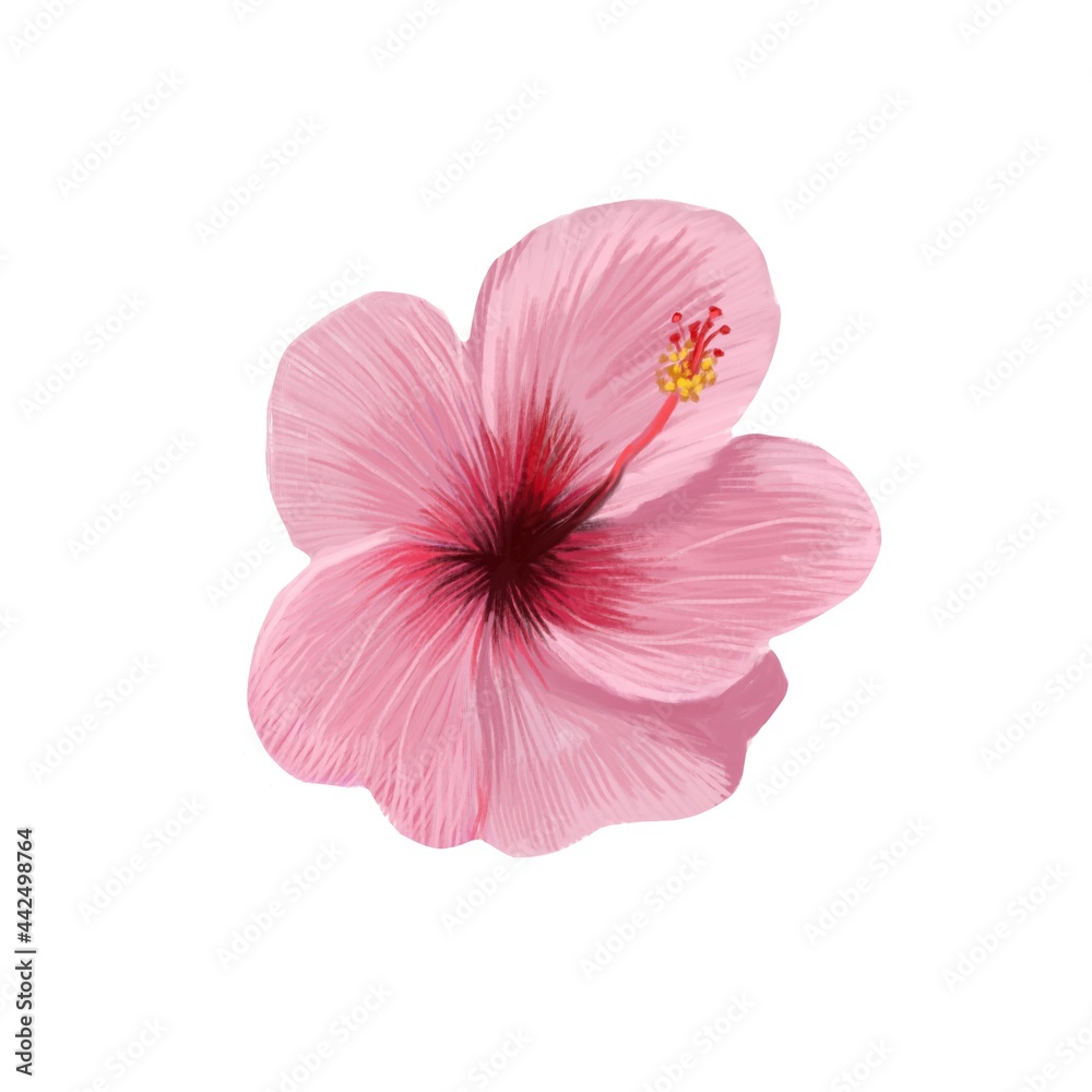Hibiscus flower on an isolated white background. Tropical pink flower. Summer time raster illustration in realism style