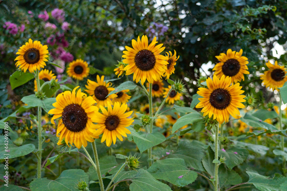 sunflower in the field sunflower in the field