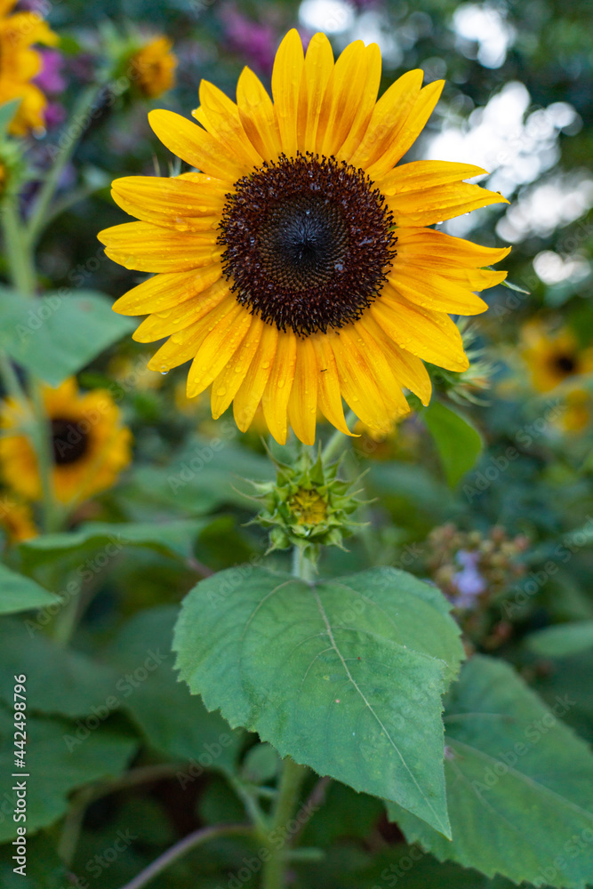 sunflower in the field sunflower in the field