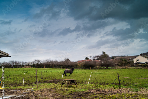 Pony on a paddock, Littlebury village in winter