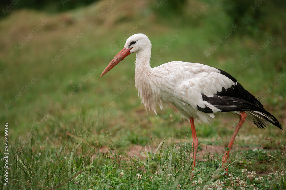 stork in the grass stork in the grass