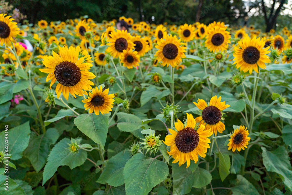 sunflower in the field sunflower in the field