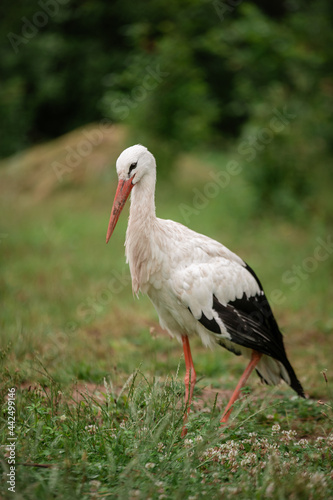 white stork in the grass © Кристина Чижмар