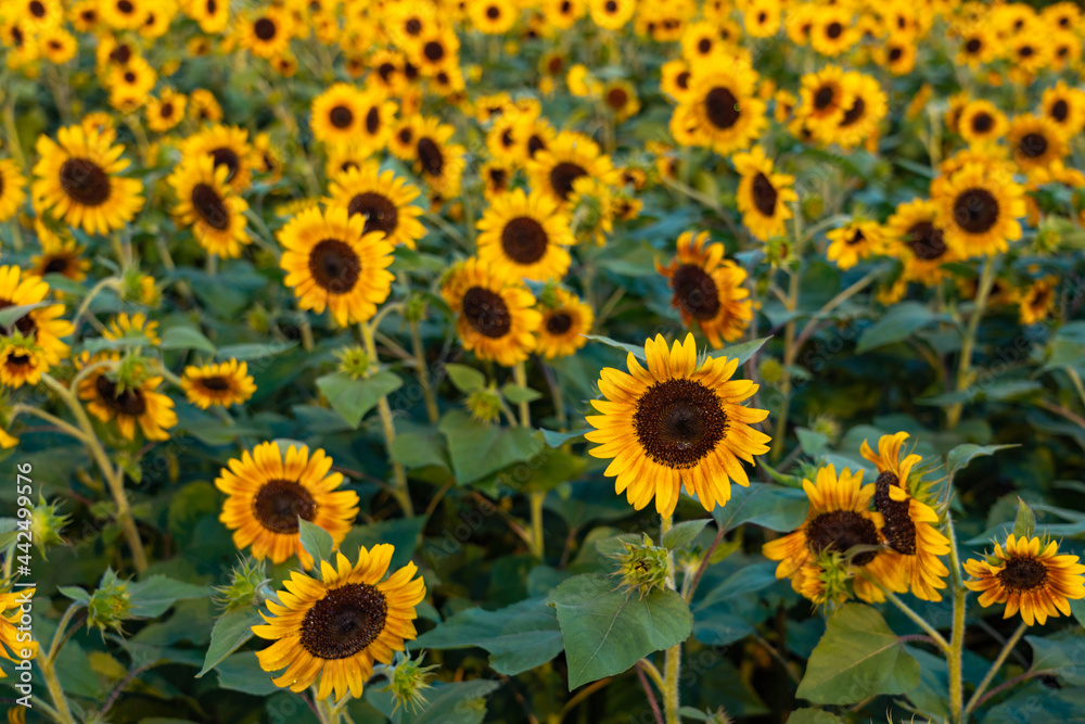 sunflower in the field sunflower in the field