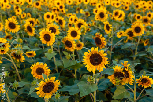 sunflower in the field